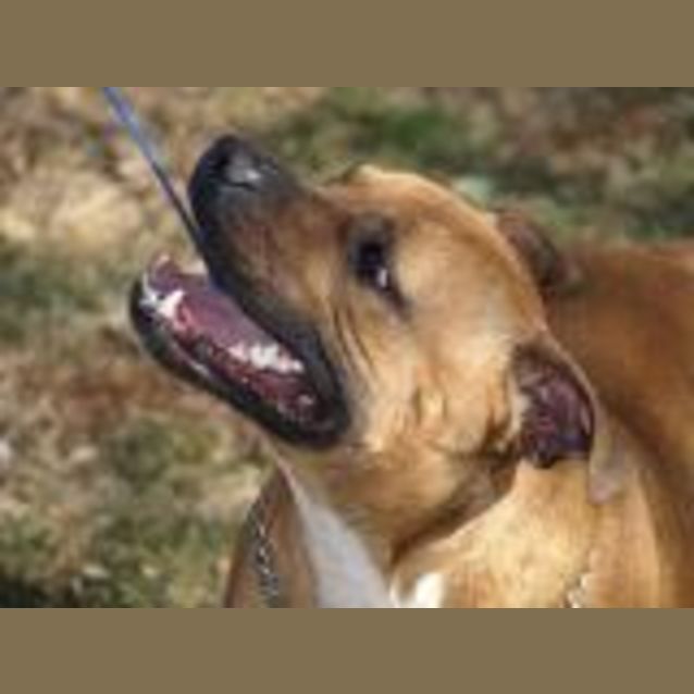 Photo of Tyson
