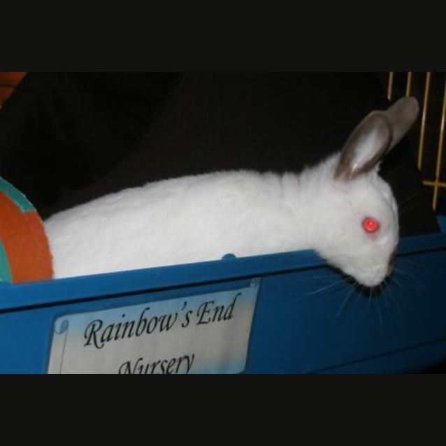 Photo of Binky