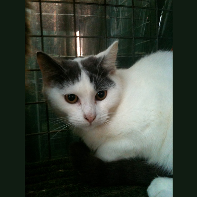 Photo of Layla