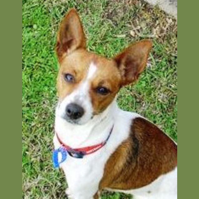 Photo of Cinnamon (On Trial)