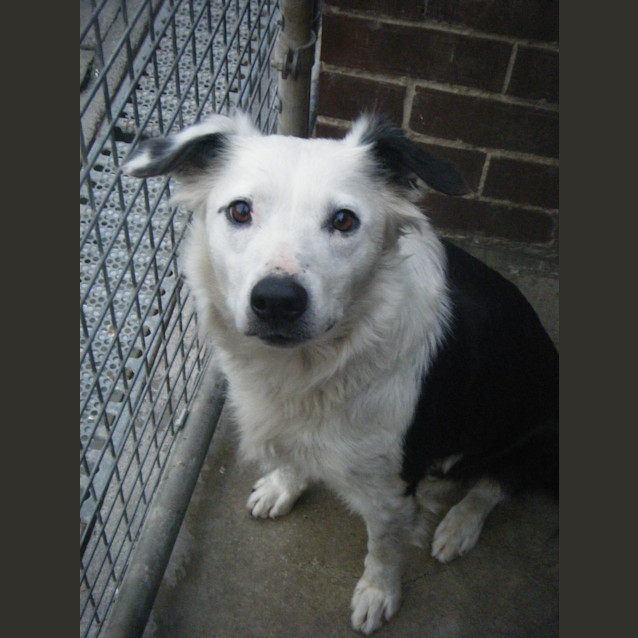 Photo of Dog & Jess Male & Female To Be Rehomed Together