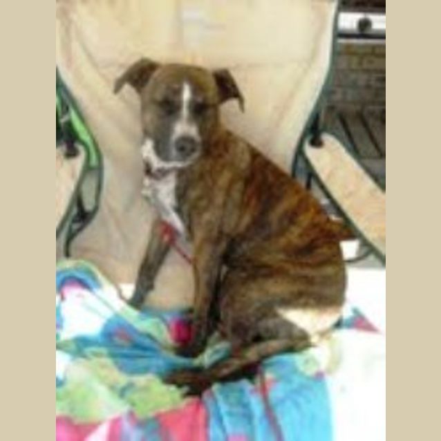 Photo of Bella And Ruby Urgent   Foster Or New Home Needed