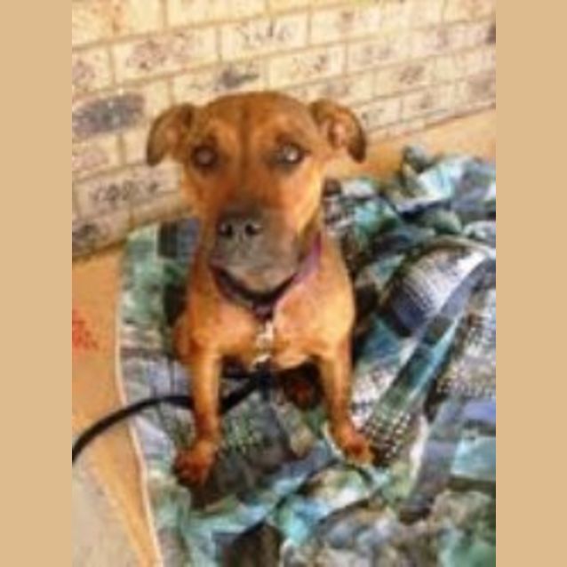 Photo of Bella And Ruby Urgent   Foster Or New Home Needed