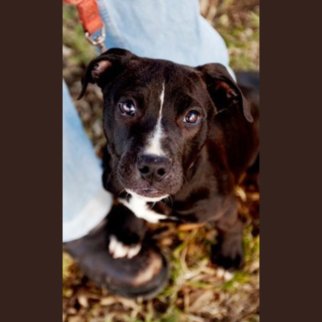 Photo of Boston (On Trial)