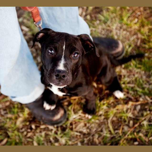 Photo of Boston (On Trial)