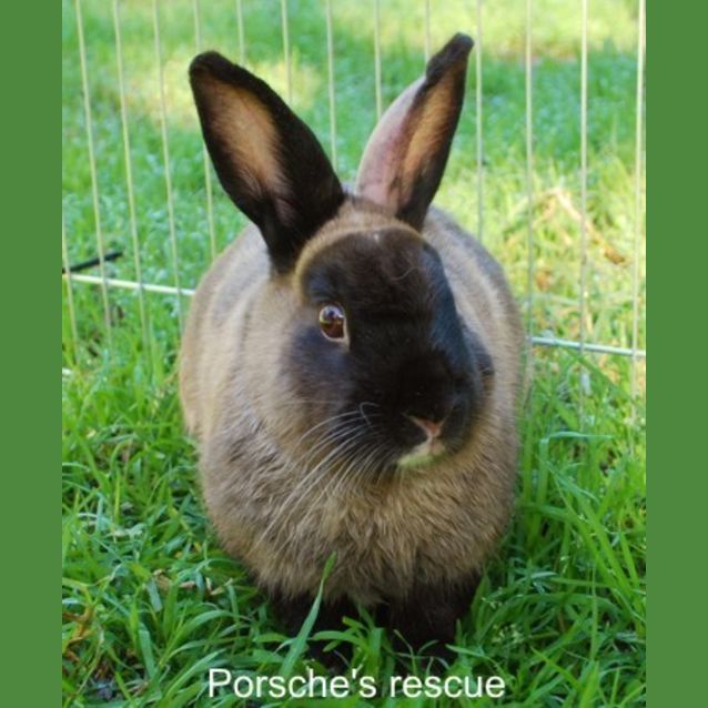 Photo of Vince   Desexed And Vaccinated