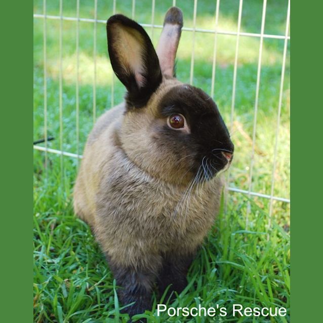 Photo of Vince   Desexed And Vaccinated