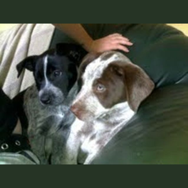 Photo of Sherlock   Adoption Pending