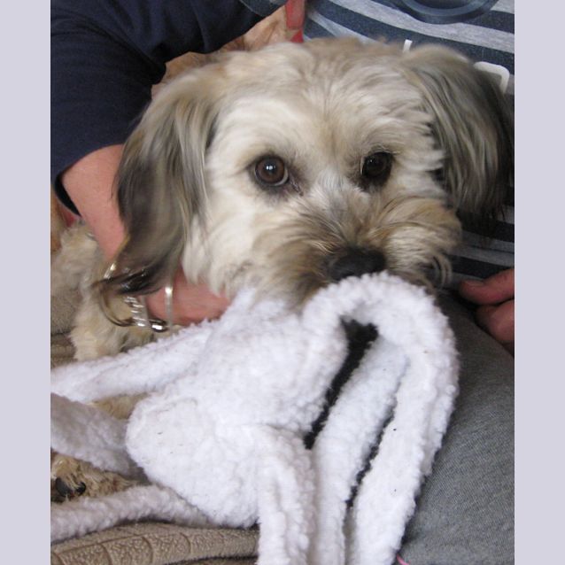 Photo of Scooter (On Trial)