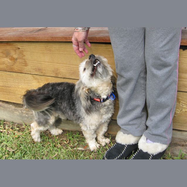 Photo of Scooter (On Trial)