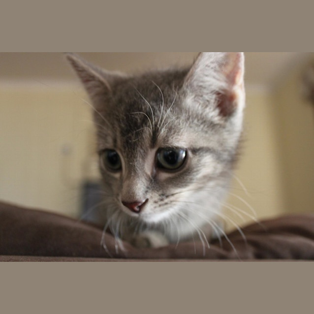 Photo of Denver (Hc043)