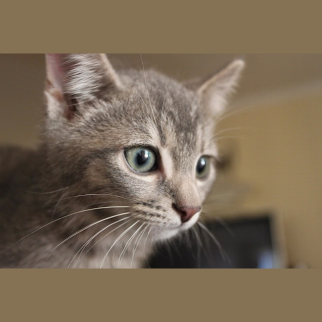 Photo of Denver (Hc043)