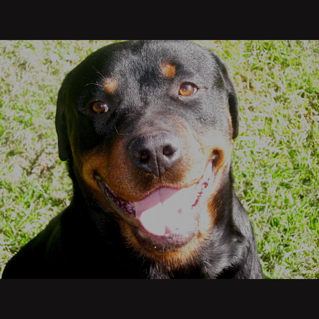 Photo of Jedemiah (Jed)