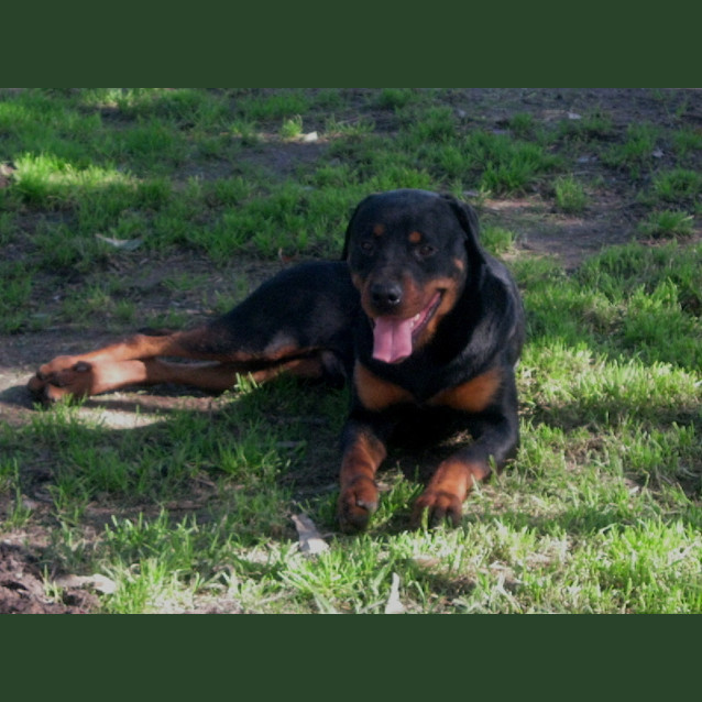 Photo of Abraham (Abe)  On Trial 