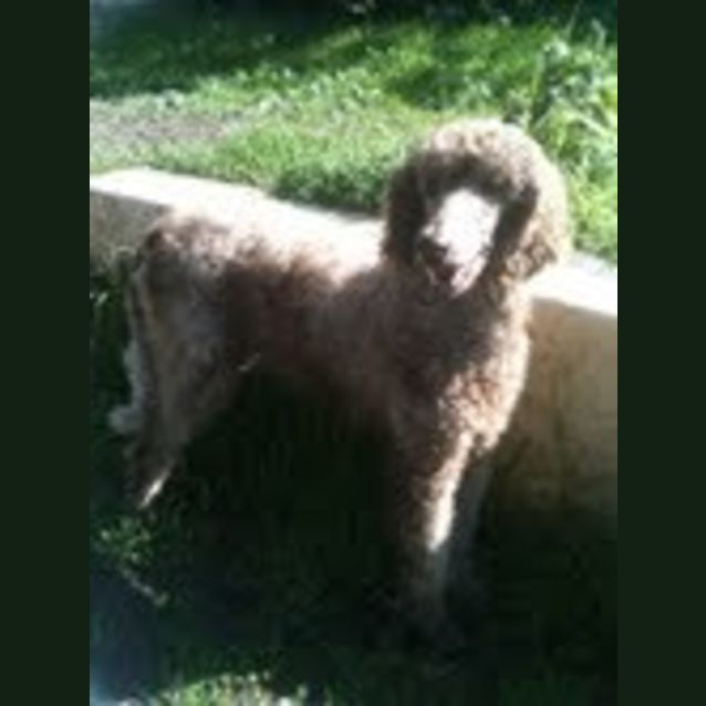 Photo of Fleur *Adoption Pending Trial*