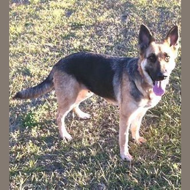 Photo of Addison (Addie) * Foster Carer Needed*
