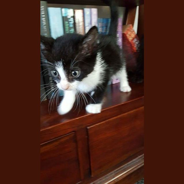 Photo of Kiki 