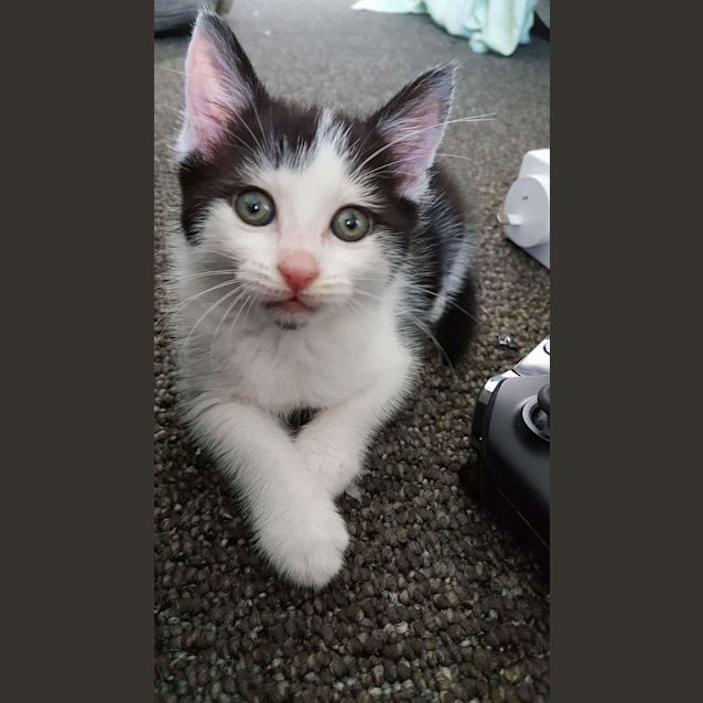 Photo of Koda