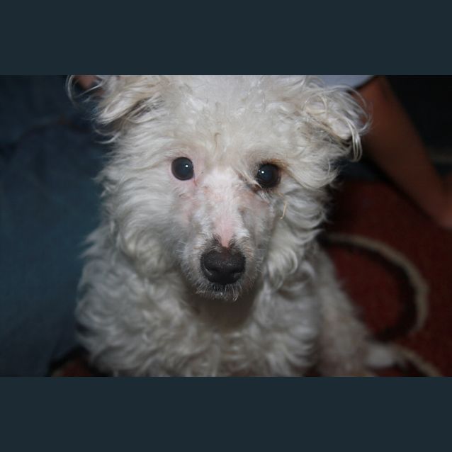 Photo of Miss Millie (On Trial)