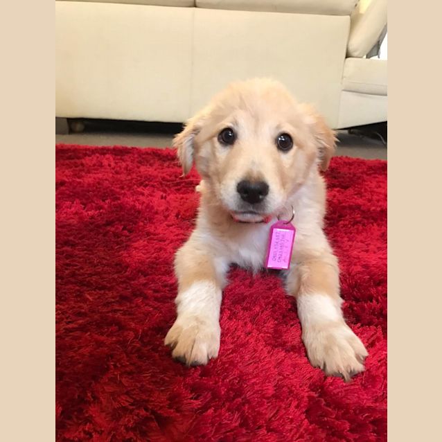 Photo of Ali **Adopted**