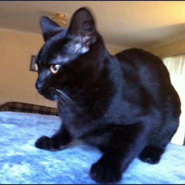 Photo of Ludwig   Adopted!