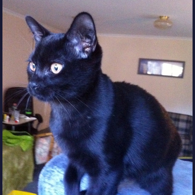 Photo of Bernard   Adopted!