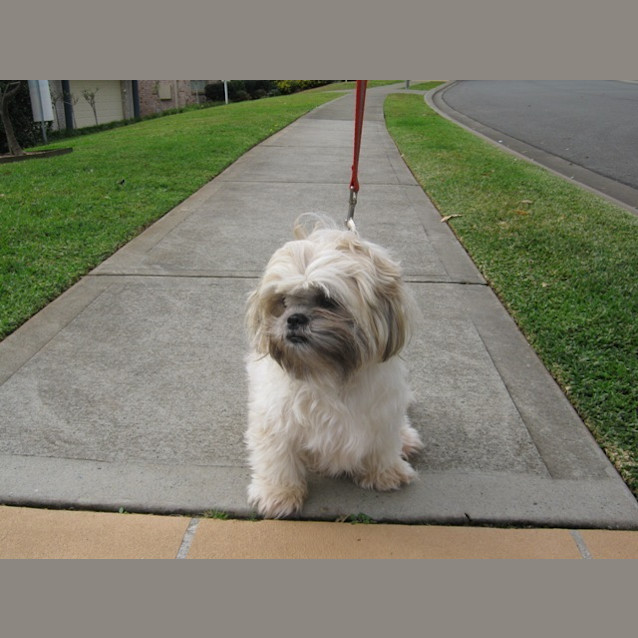Photo of Poppy