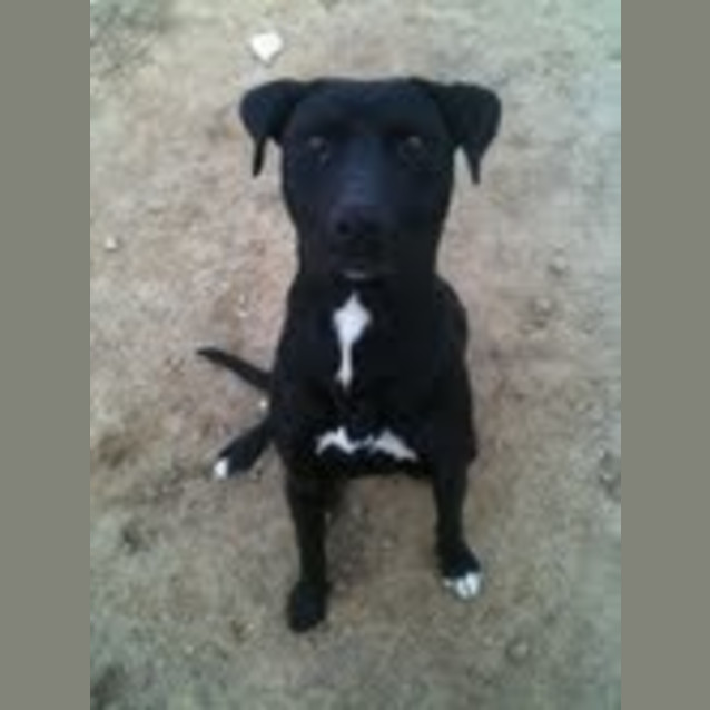 Photo of Pyro Av252 *Adoption Pending*