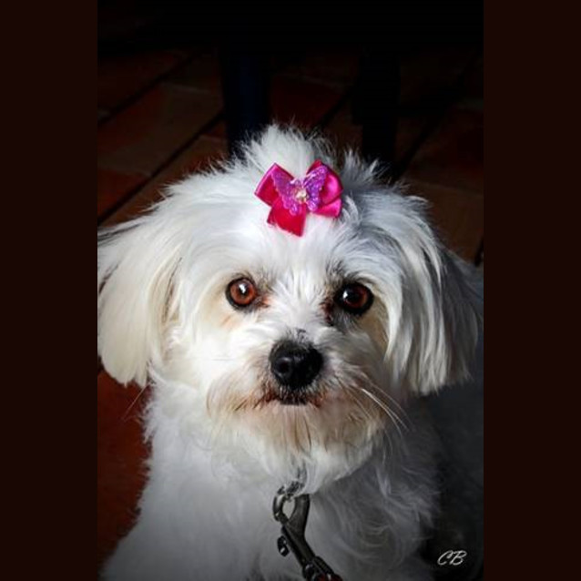 Photo of Prue (On Trial)
