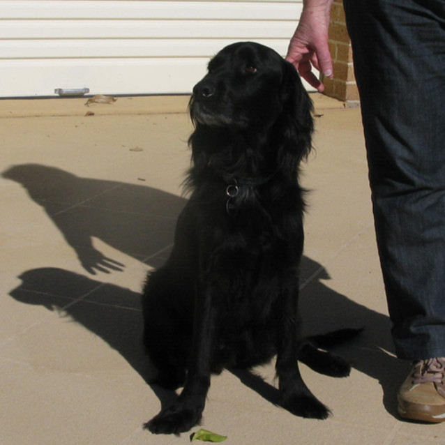Photo of Darcy