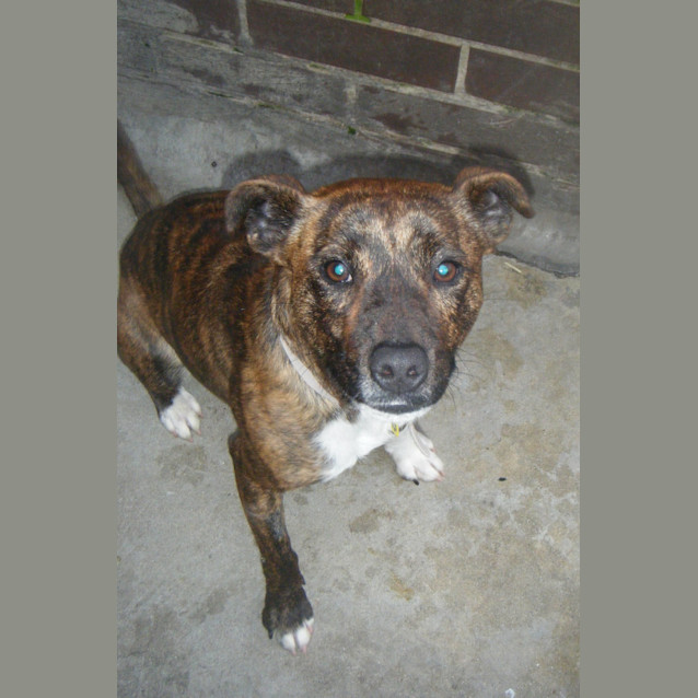 Photo of Cookie
