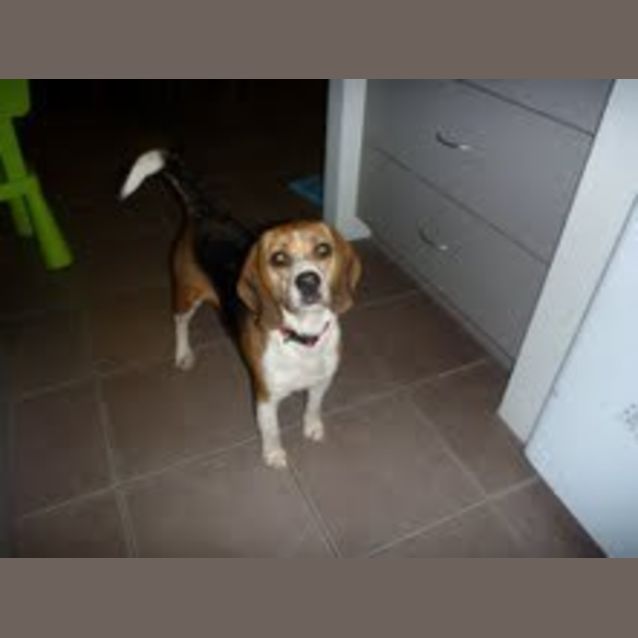Photo of Bailey Beagle *Adoption Pending*