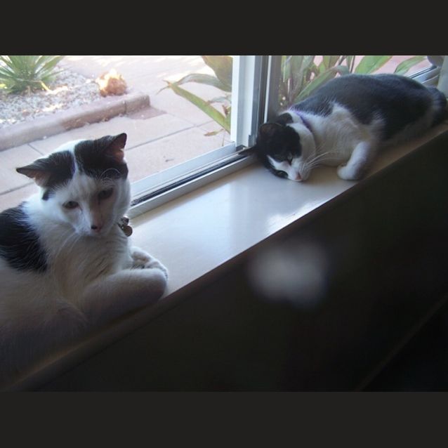 Photo of Belle (C1661)