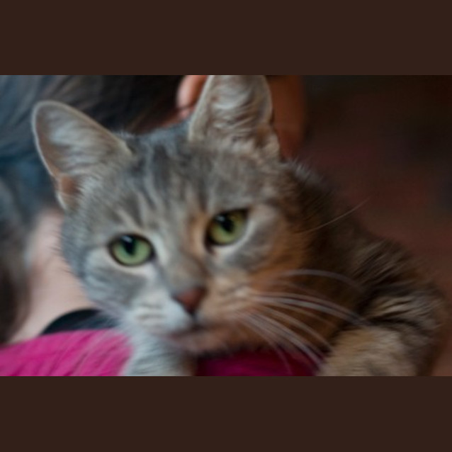 Photo of Dahlia