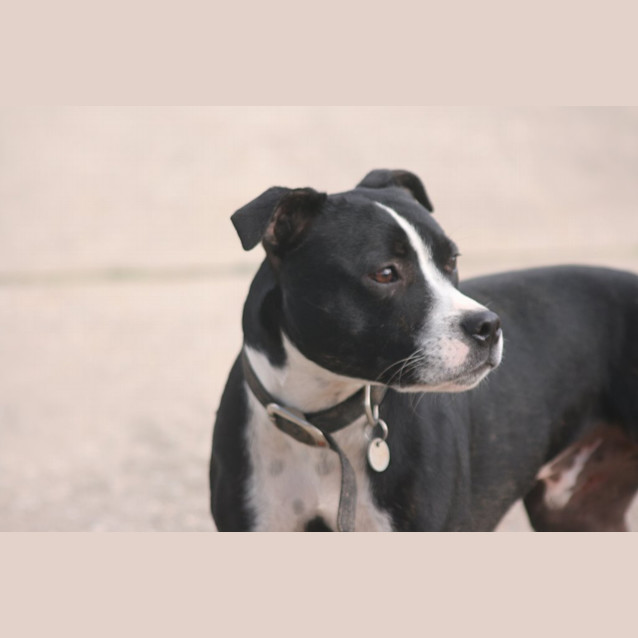 Photo of Busta