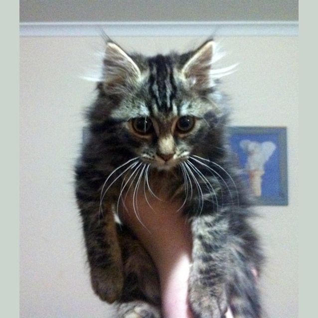 Photo of Parker   Pre Adopted!