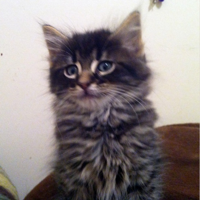 Photo of Paddington   Pre Adopted!