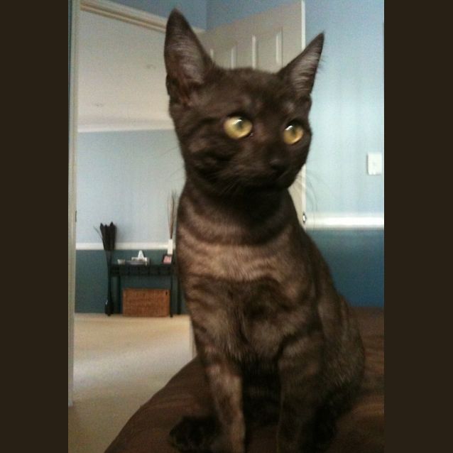 Photo of Smudge