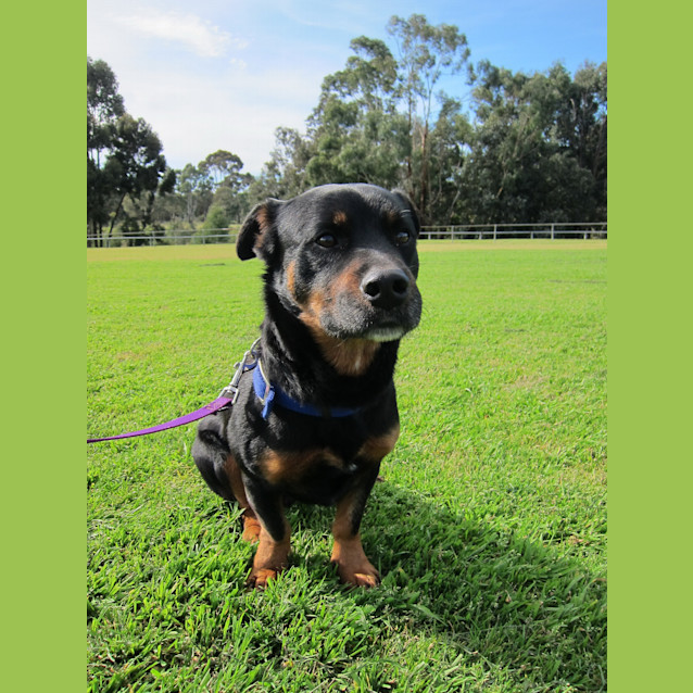 Photo of Huggy Bear   Adoption Pending