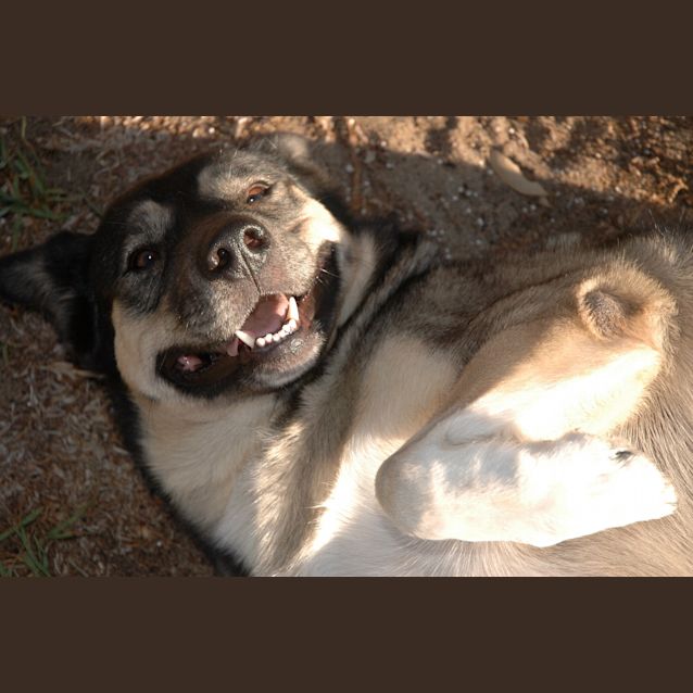 Photo of Pepper   Ideal Dog For Retired Person