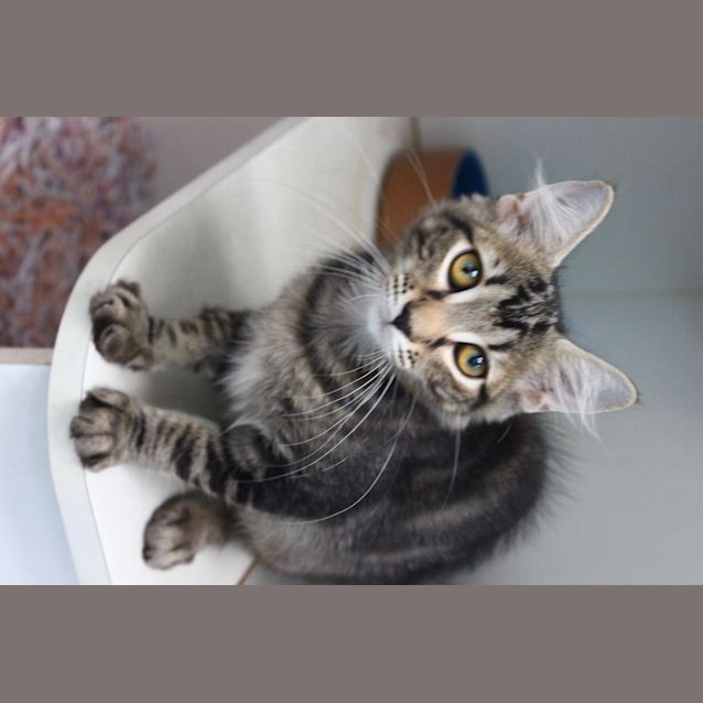 Photo of Fudge