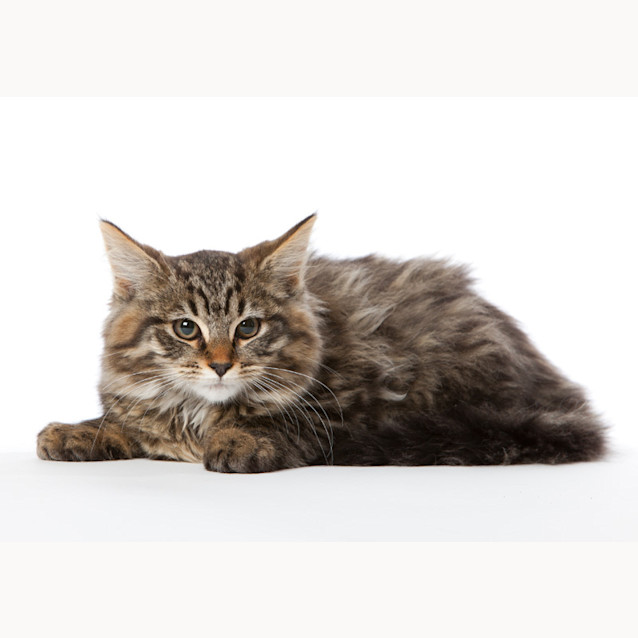 Photo of Rumtumtugger