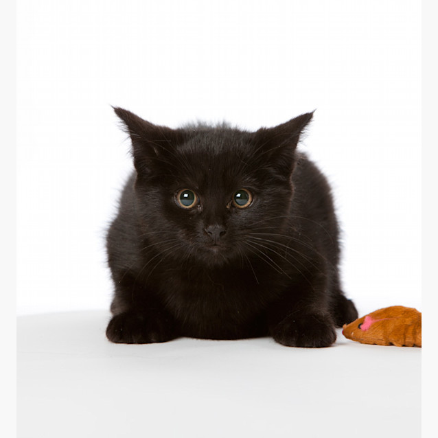 Photo of Jazz