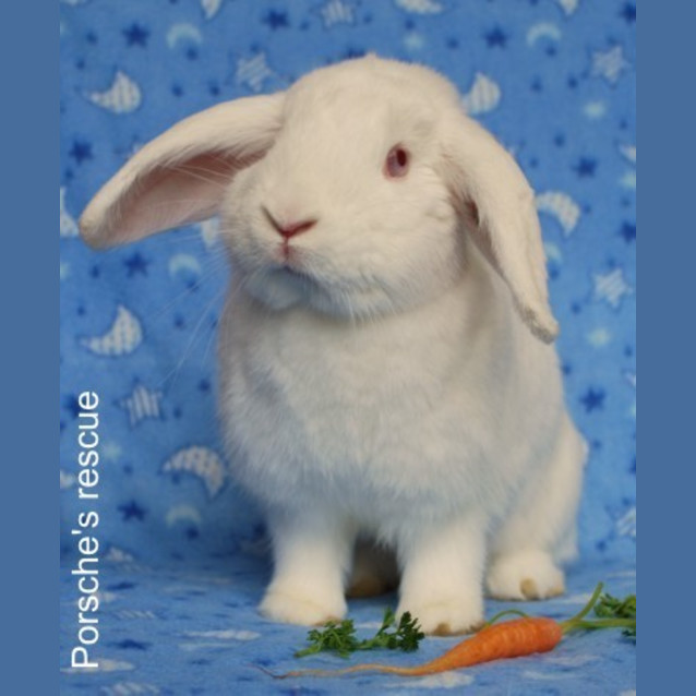 Photo of Celine  Desexed And Vaccinated