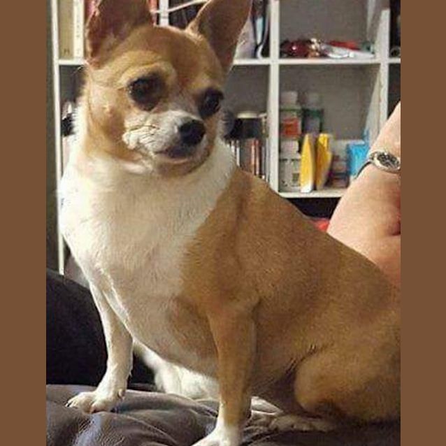 Photo of Zoie (Adoption Pending)