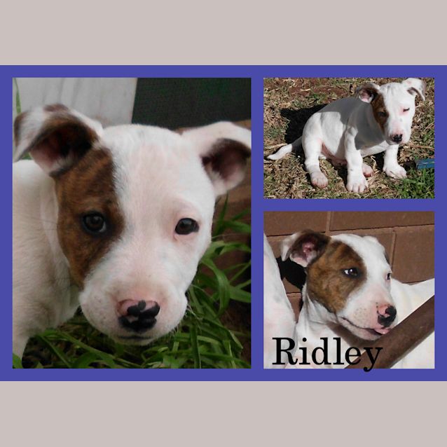 Photo of Ridley