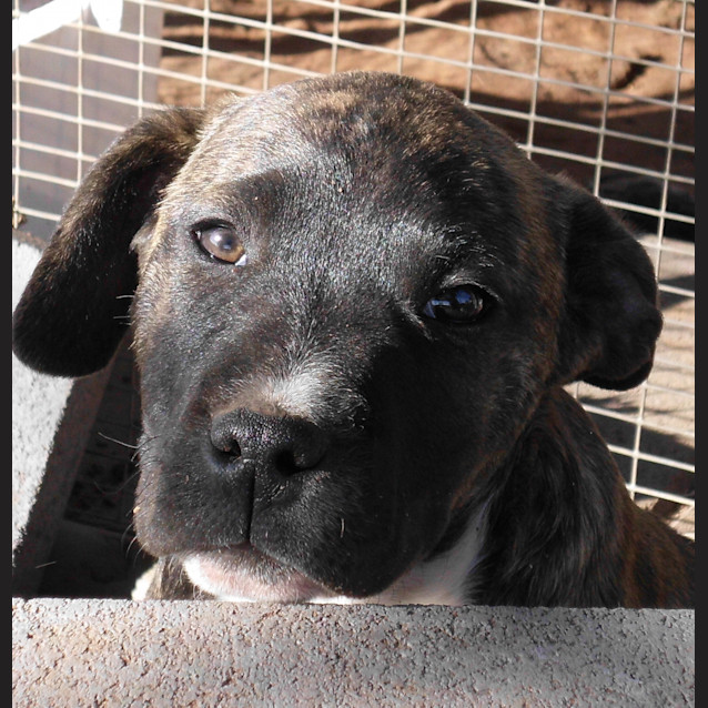 Photo of Adoption Pending!!! Rocco