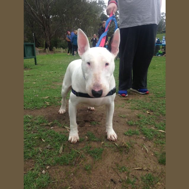 Photo of Finlay Aka Milky   Foster Carer Needed