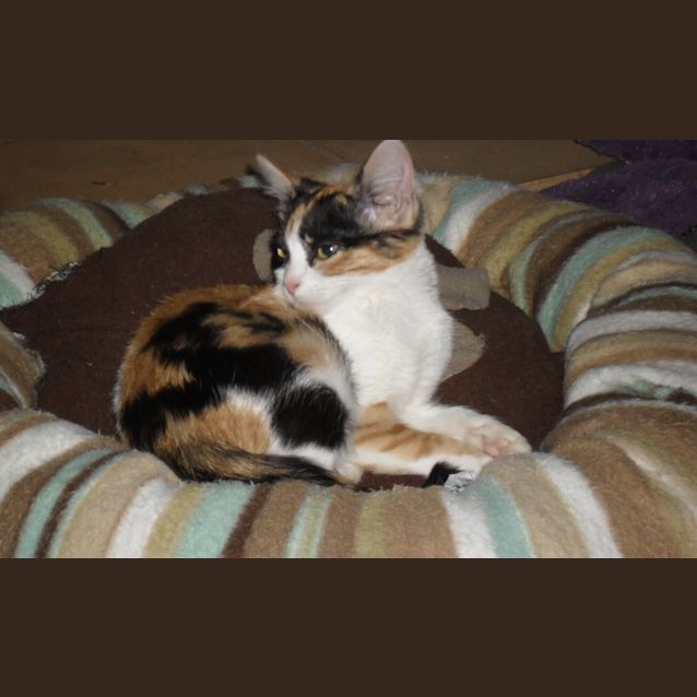 Photo of Callie