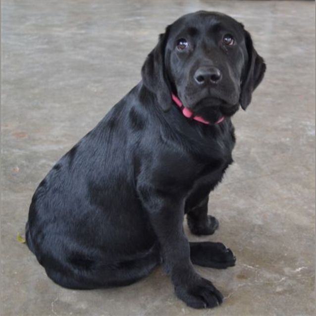 Photo of Bella *On Trial*